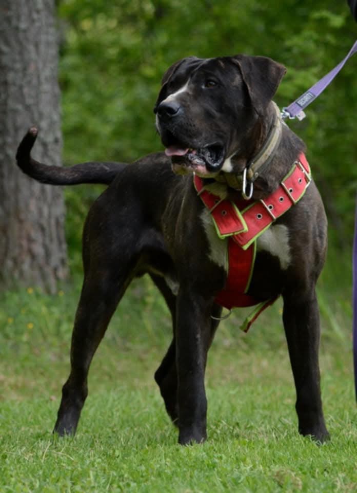 Perro de presa pennut