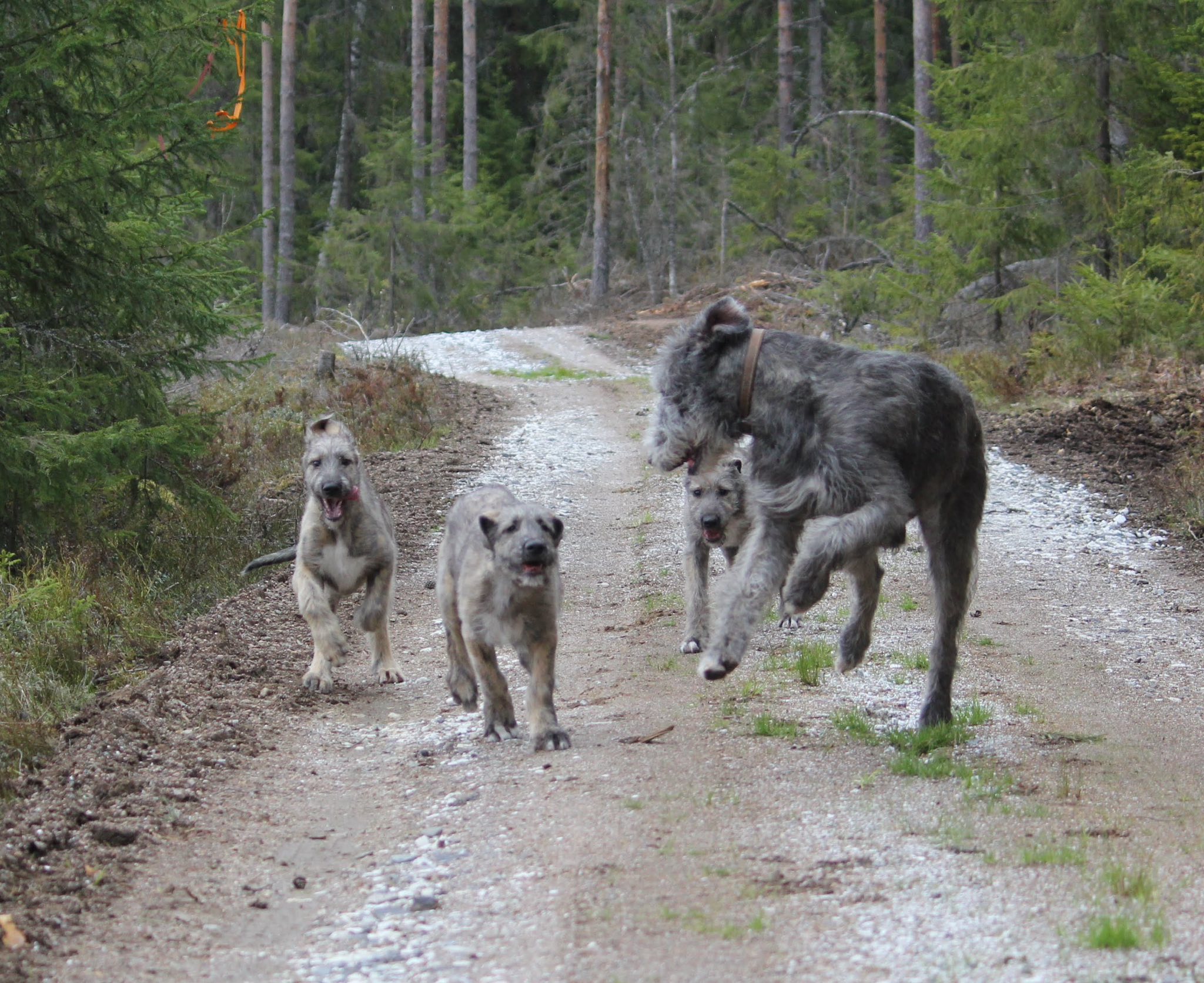 Irlanninsusikoira pentue