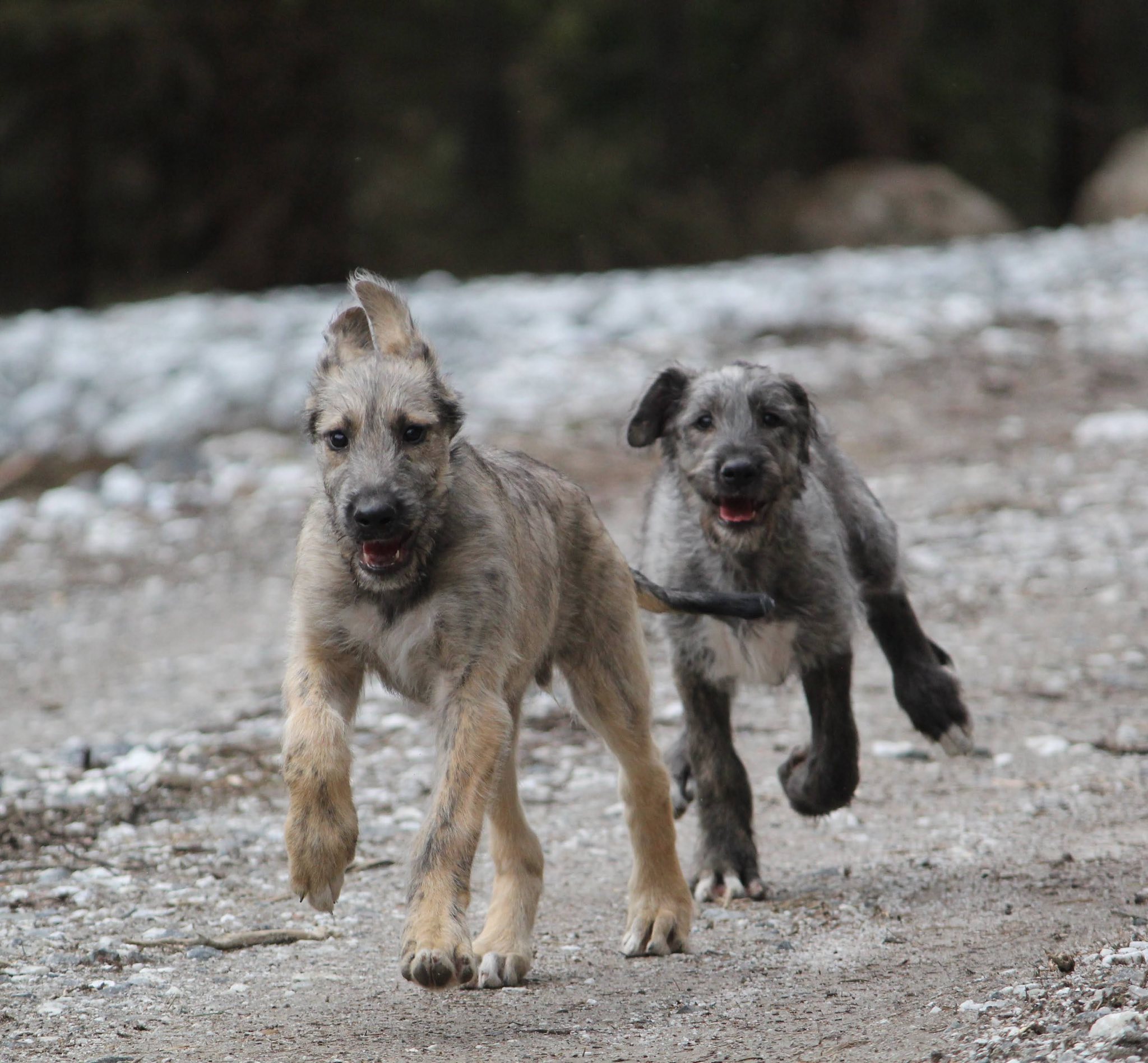 Irlanninsusikoira pentue