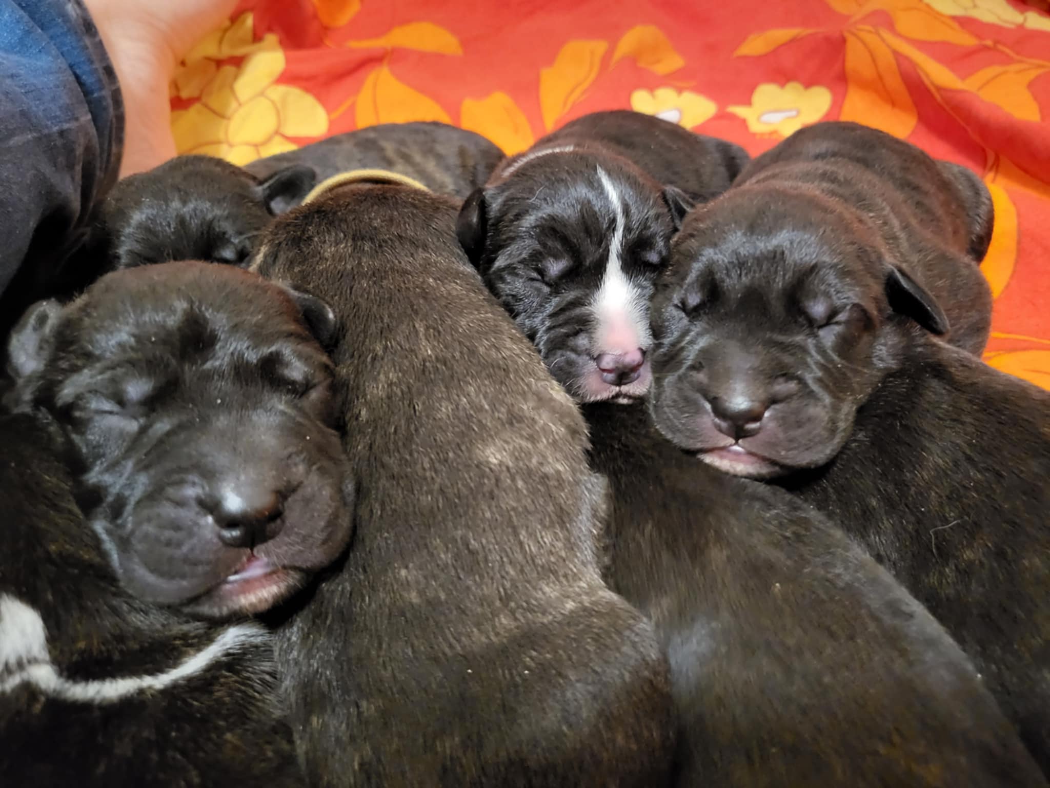 Perro de presa pennut