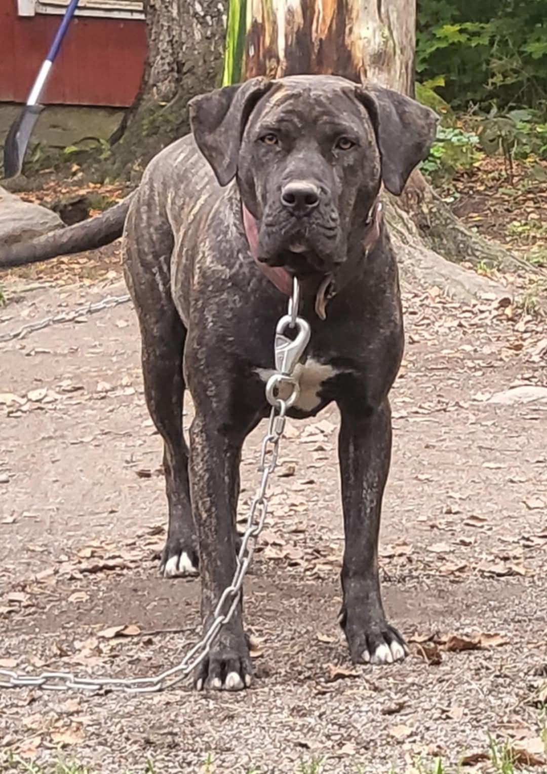 Perro de presa pennut