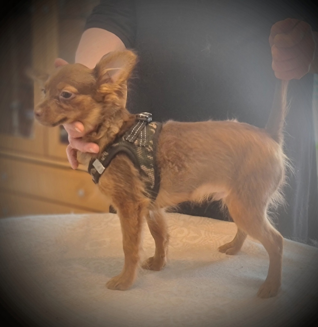 Pitkäkarvaiset venäjäntoy pojat