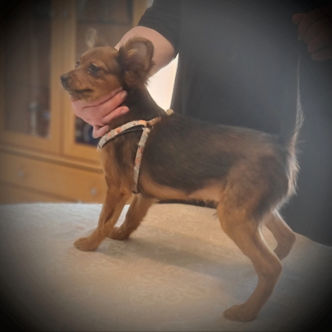 Pitkäkarvaiset venäjäntoy pojat