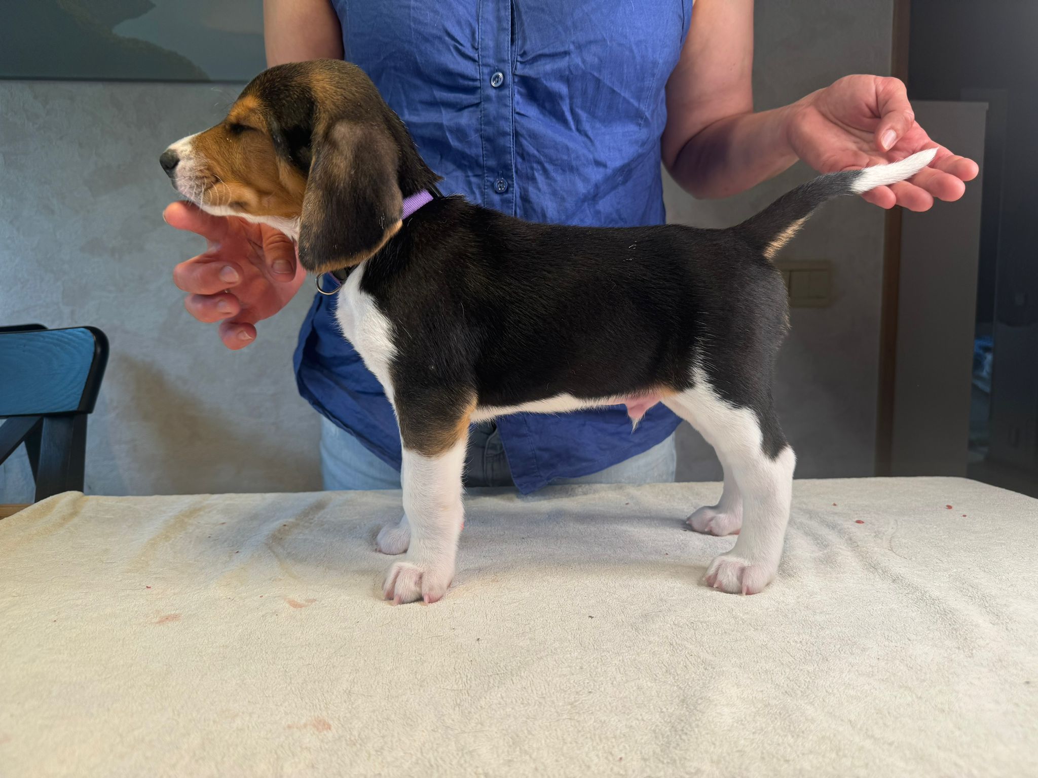 Myydään eestinajokoiran pentuja