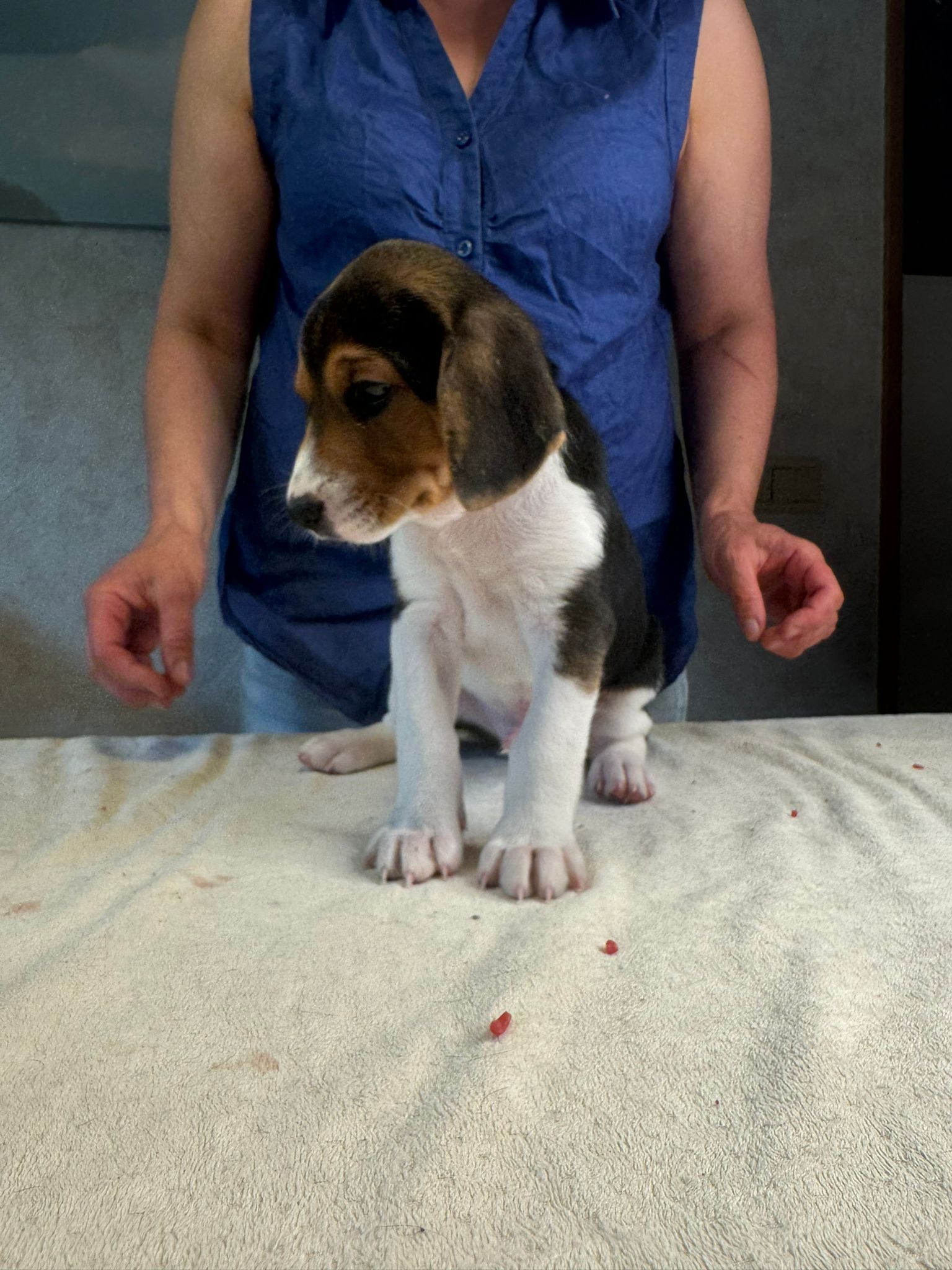 Myydään eestinajokoiran pentuja