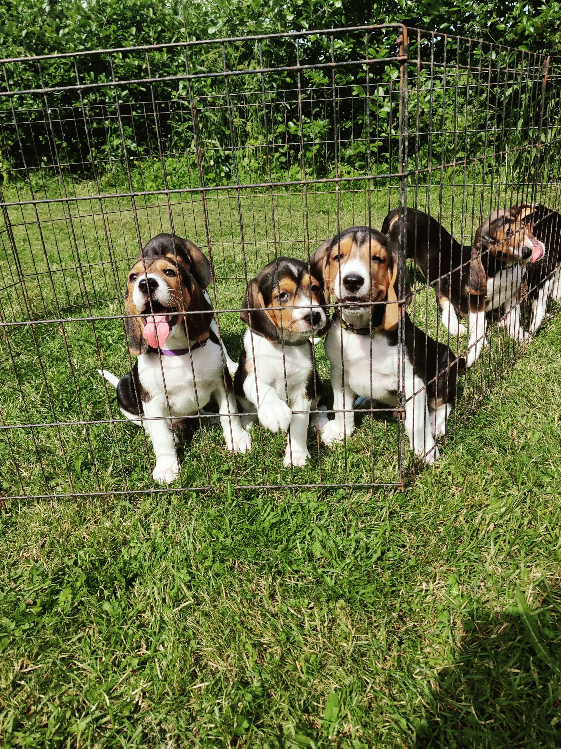 Myydään eestinajokoiran pentuja