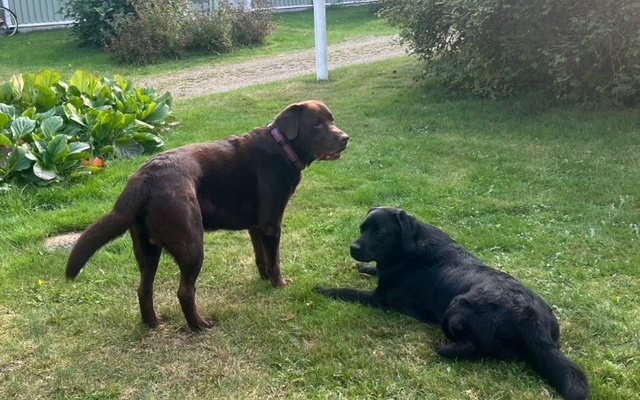 🐾 Labradorinnoutajan pennut etsivät tulevia kotejaan – syntyneet 10.11.