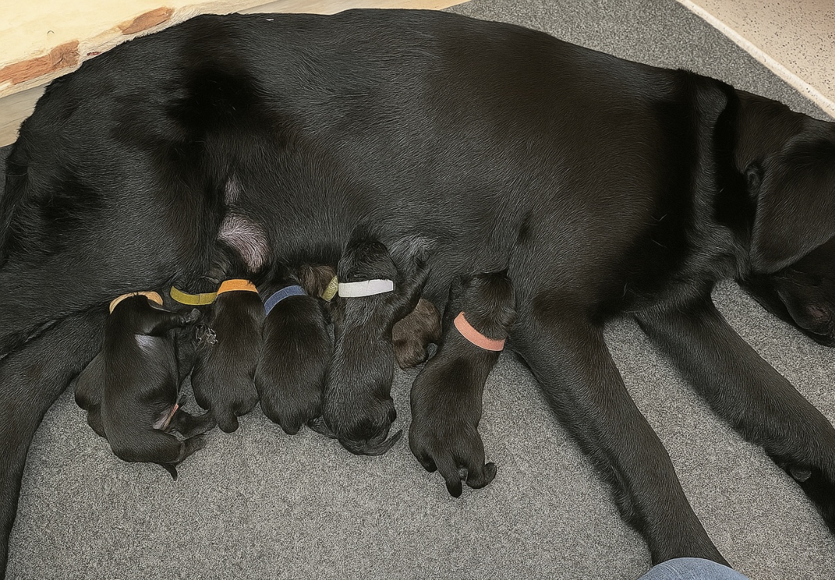 🐾 Labradorinnoutajan pennut etsivät tulevia kotejaan – syntyneet 10.11.