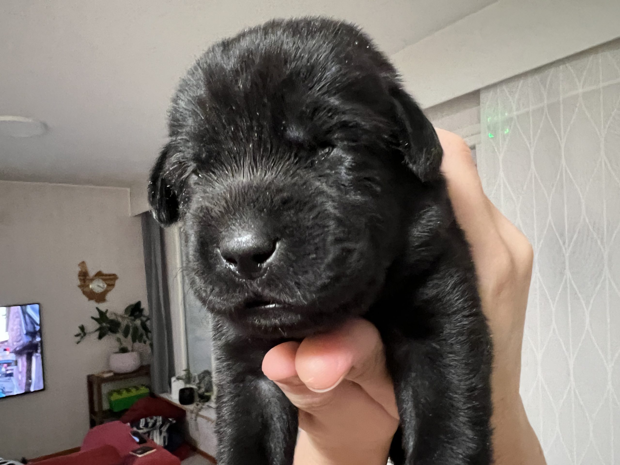 🐾 Labradorinnoutajan pennut etsivät tulevia kotejaan – syntyneet 10.11.