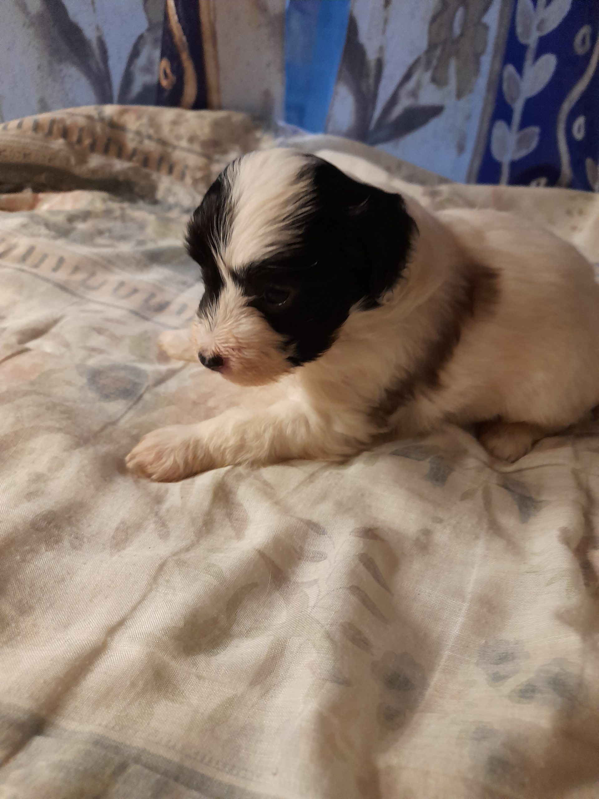 Kinanharjakoiran pennut puhdas rotuiset Suomen kennelliittoon rekisteröidyt ell. todistuksella terveet