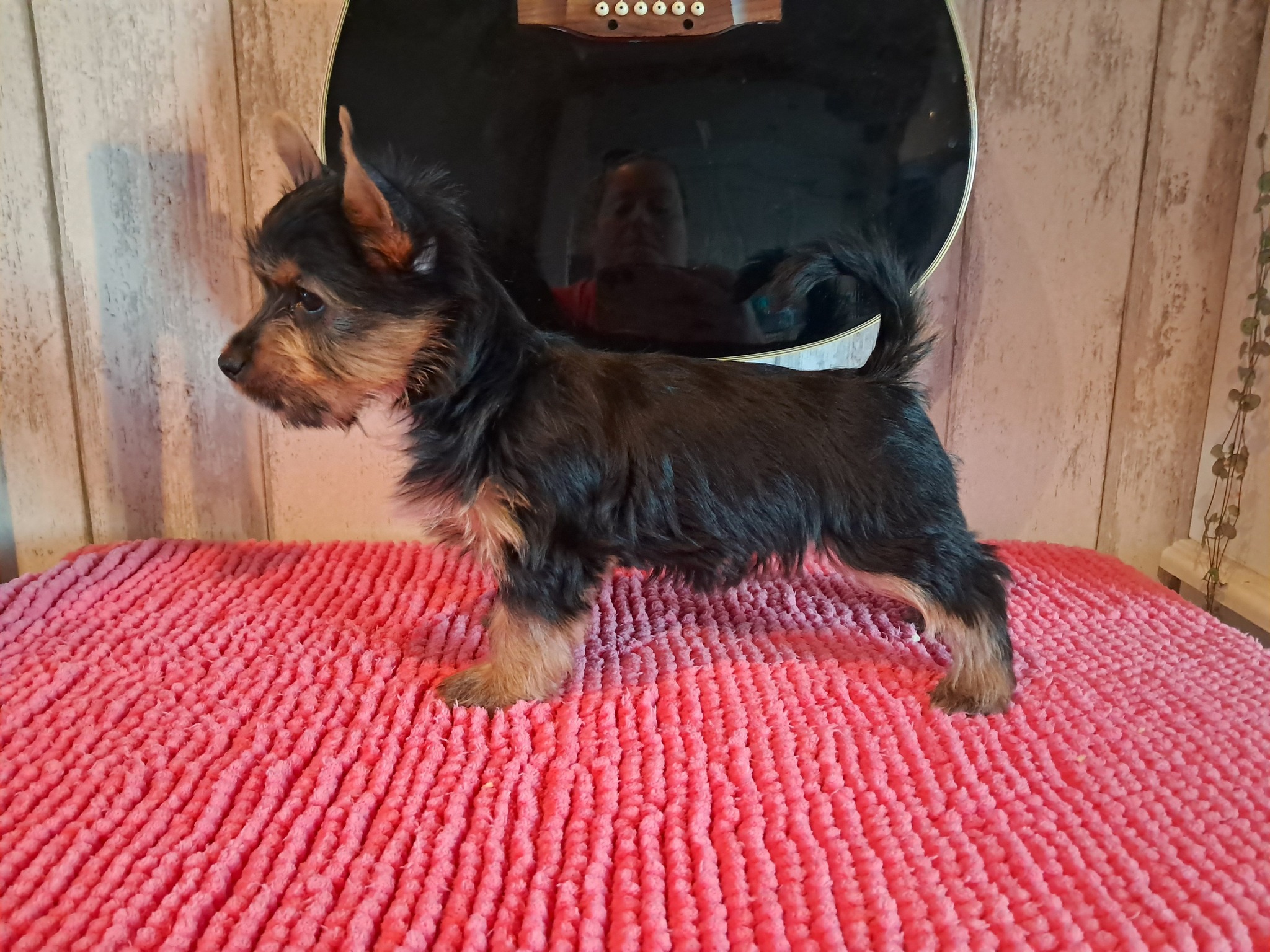 Silkkiterrieri urospentu