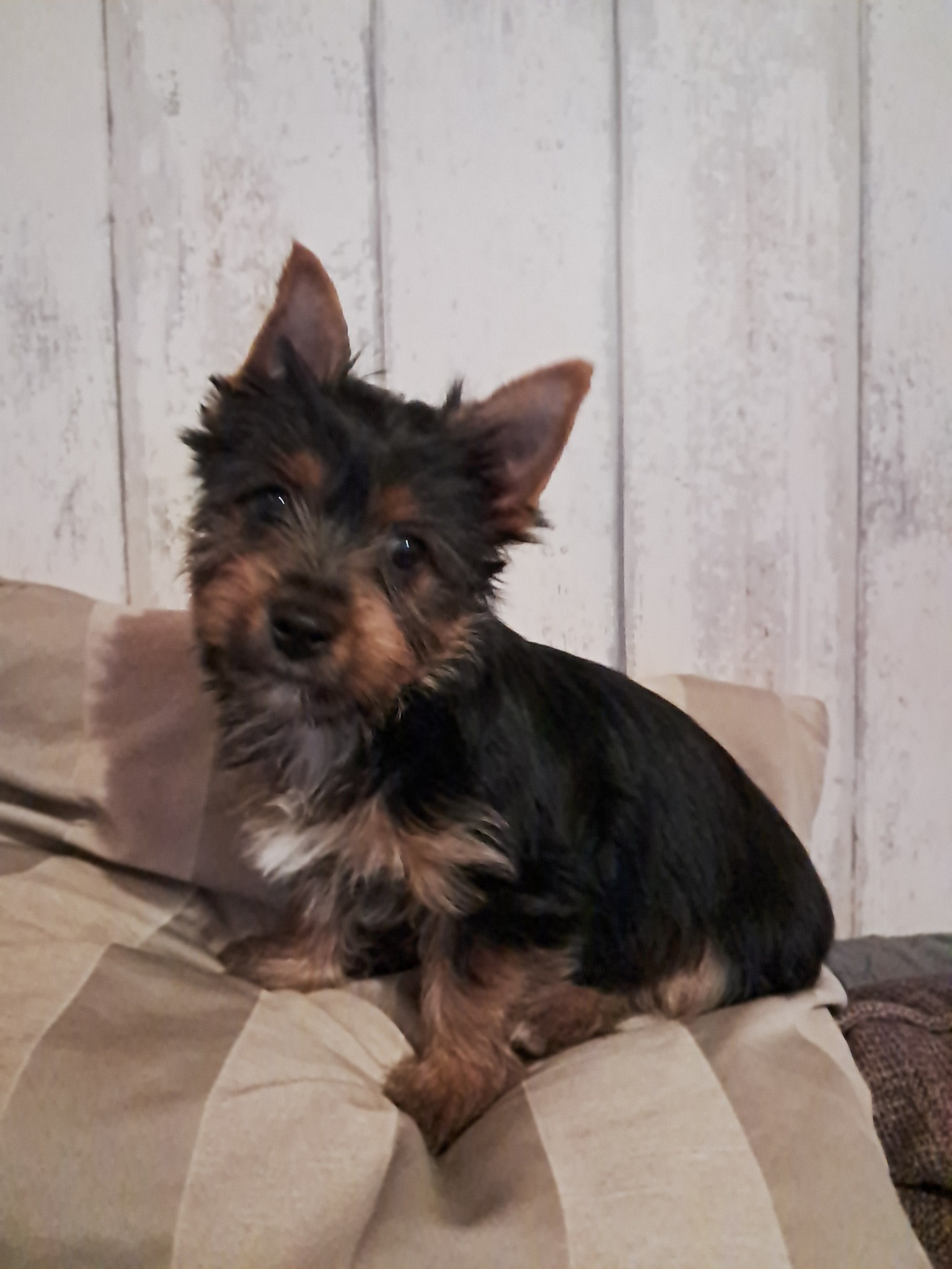 Silkkiterrieri urospentu