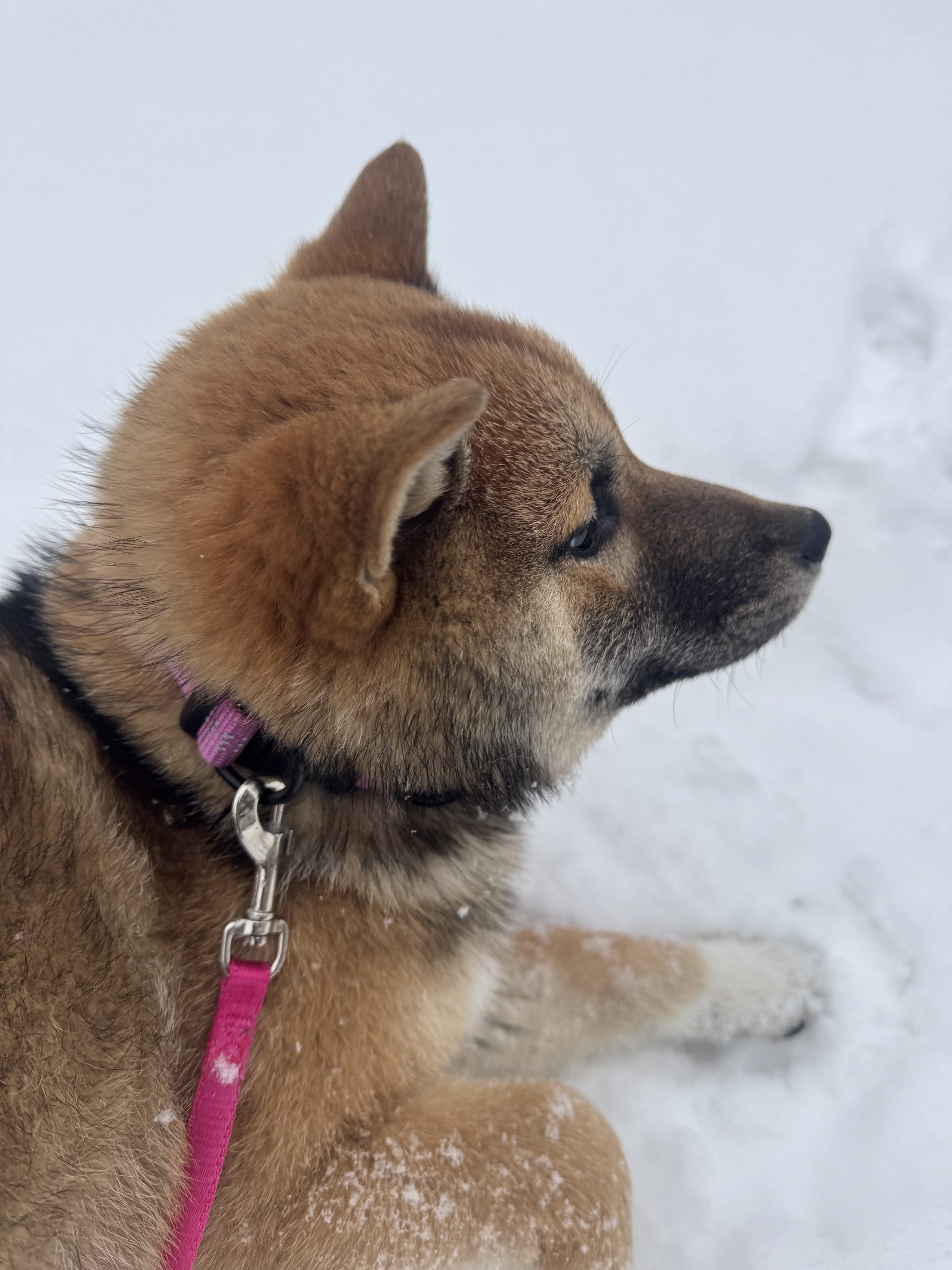 Shibannäköiset pienikokoiset, 4 kk pennut etsivät kotejaan