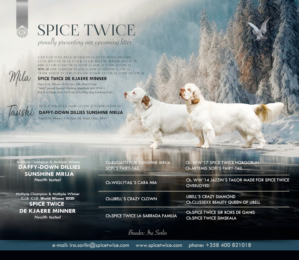 Clumberinspanielin pentuja (synt 7.12.2026)