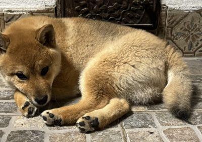 c5c5b258-0366-41df-9835-e6cc6cc4b5cc