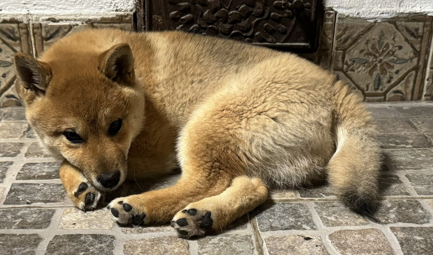 Shibannäköiset pienikokoiset, 4 kk pennut etsivät kotejaan