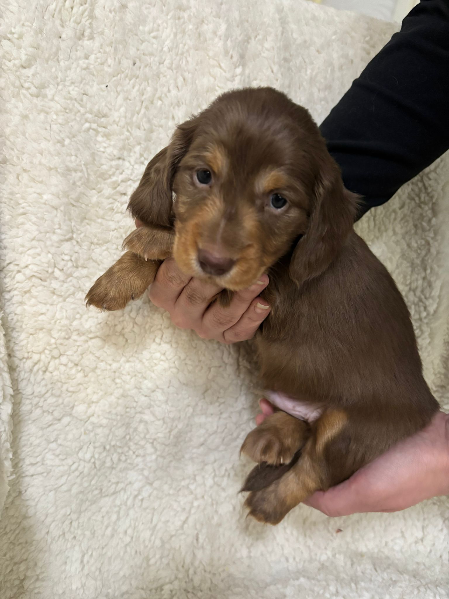 Puhdasrotuisia pitkäkarvaisia mäyräkoiran pentuja