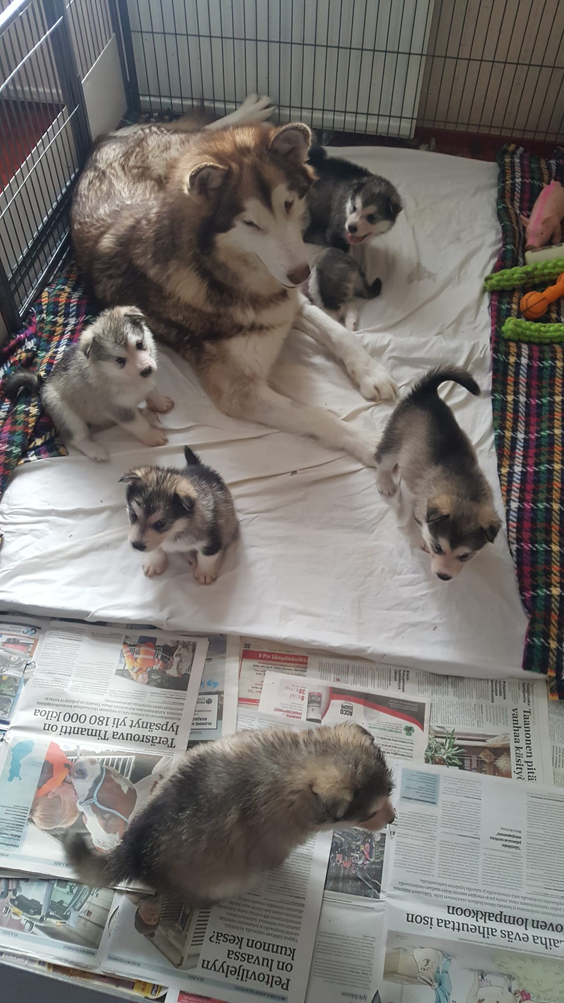 Alaskanmalamuutin pentuja vapaana