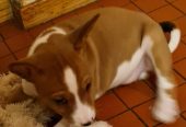 BASENJI PENNUT