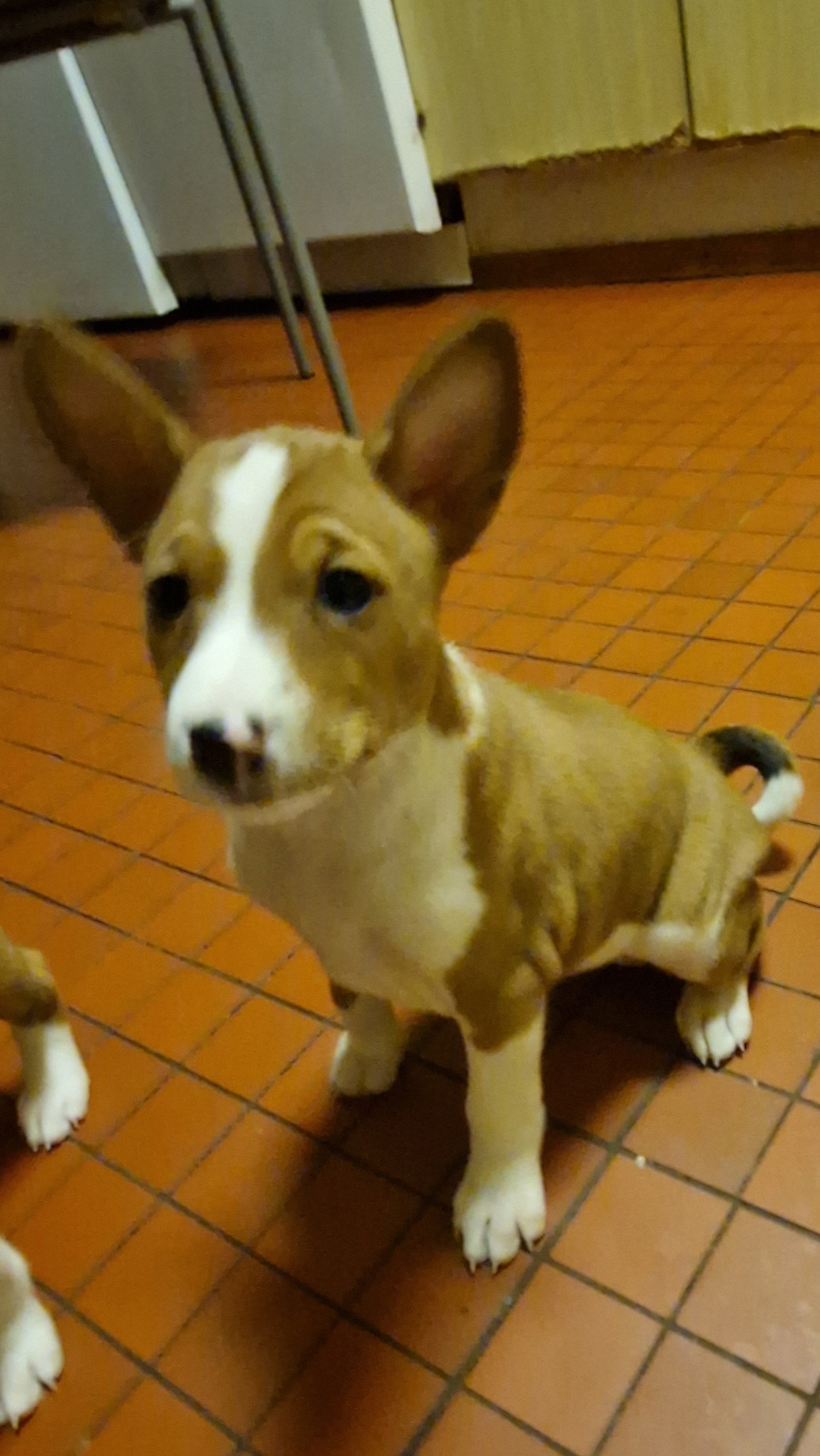 BASENJI PENNUT