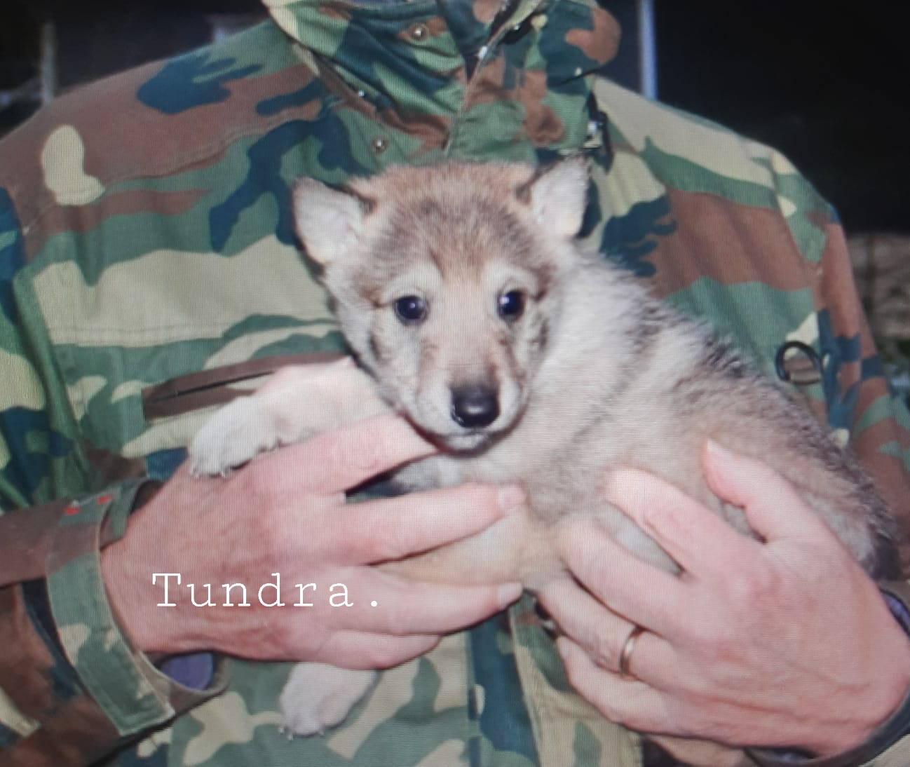 Suloiset sekarotuiset pennut