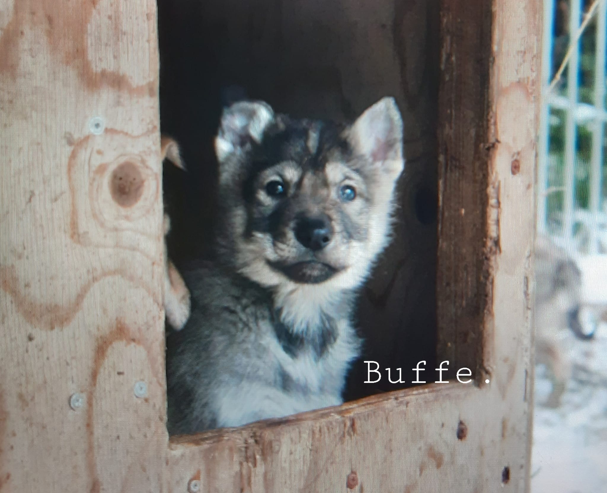 Suloiset sekarotuiset pennut