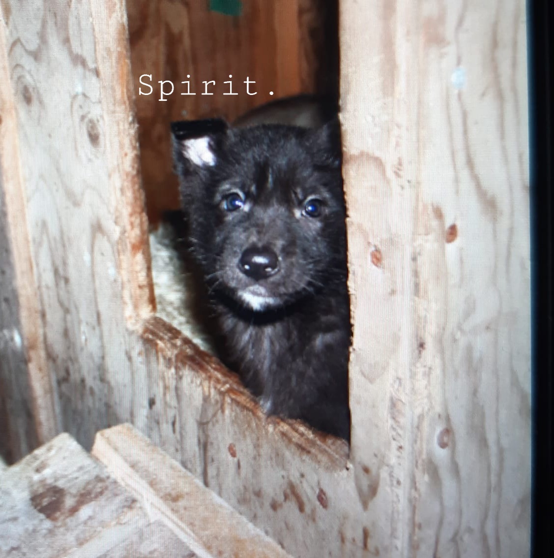 Suloiset sekarotuiset pennut