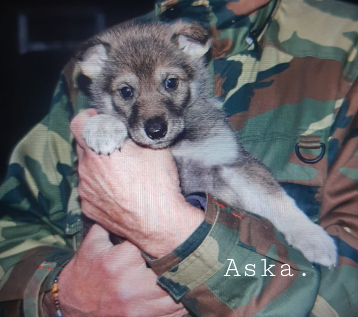 Suloiset sekarotuiset pennut