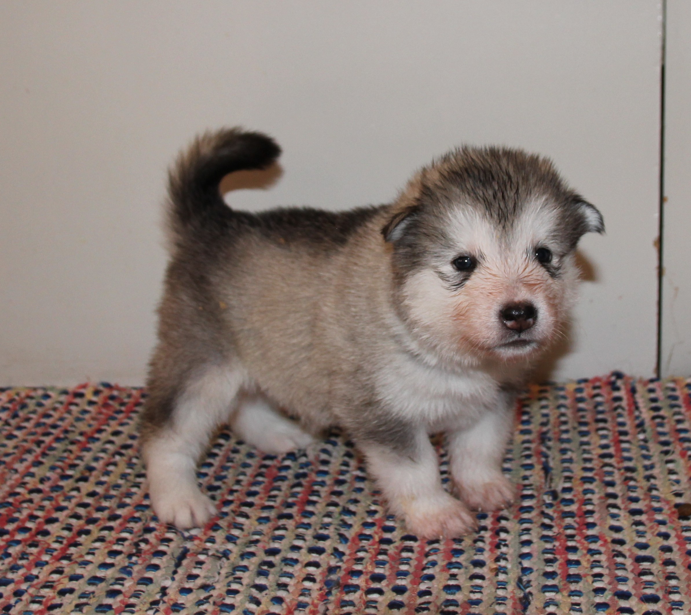 Alaskanmalamuutin pentuja vapaana