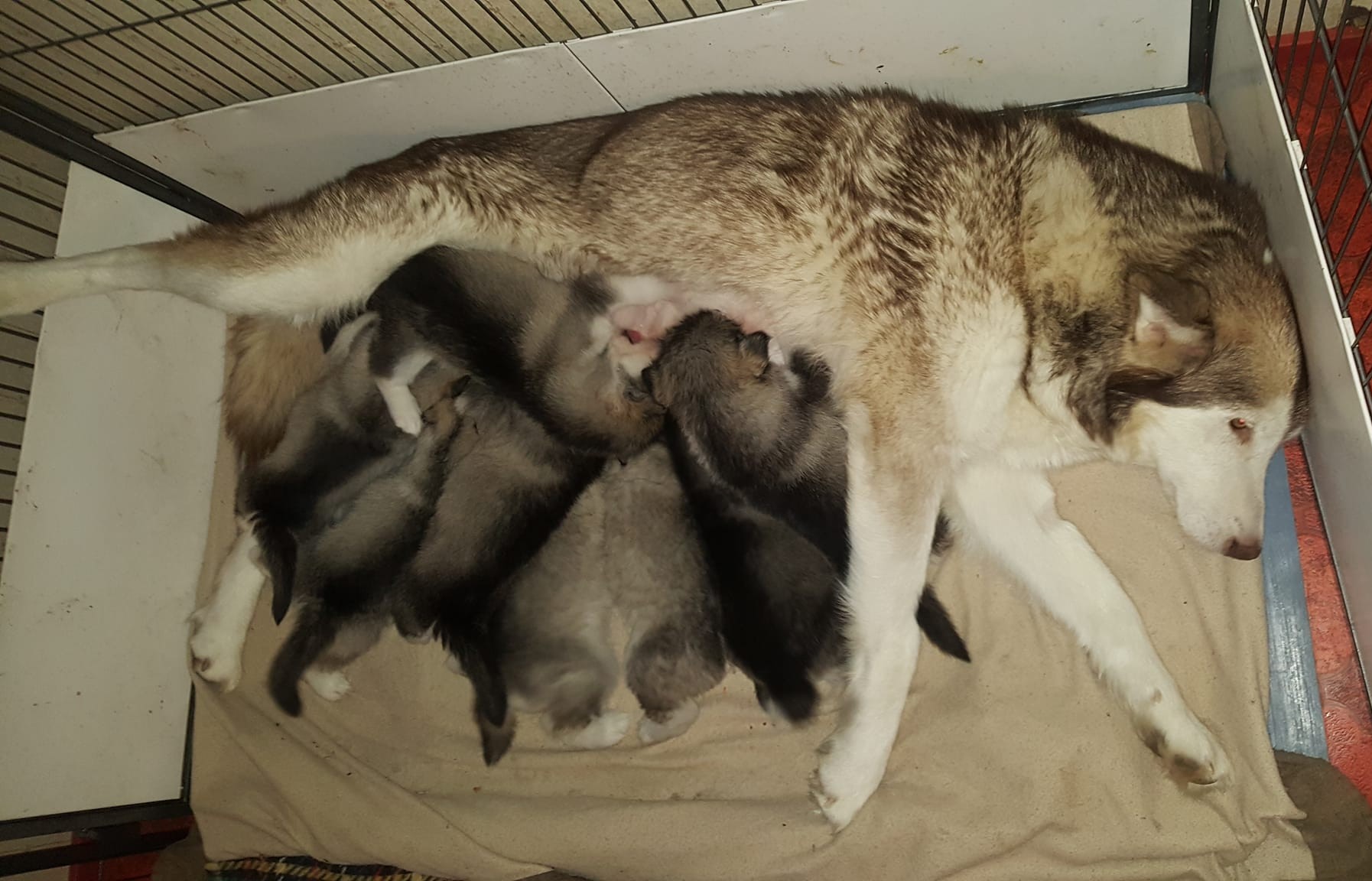 Alaskanmalamuutin pentuja vapaana