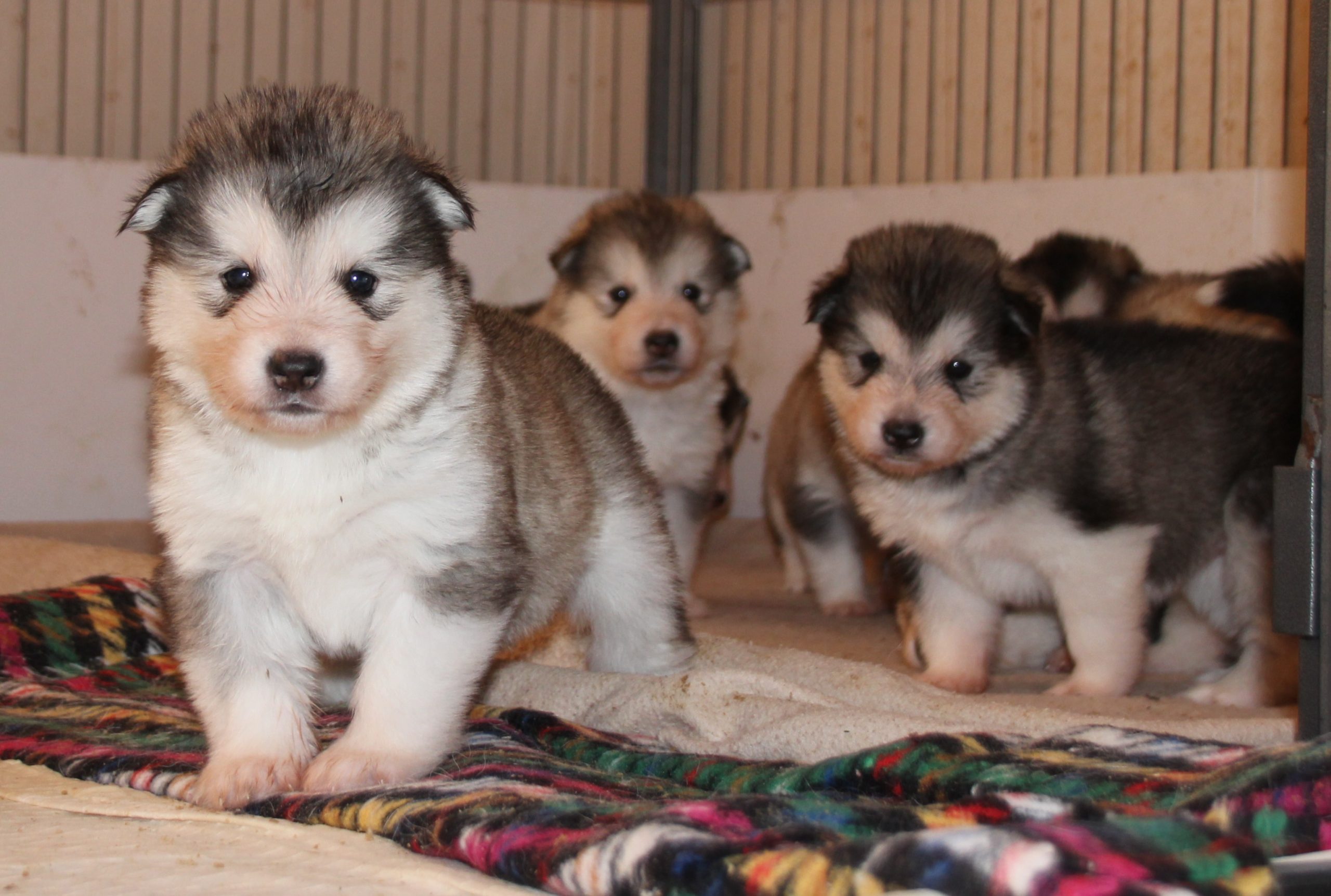 Alaskanmalamuutin pentuja vapaana