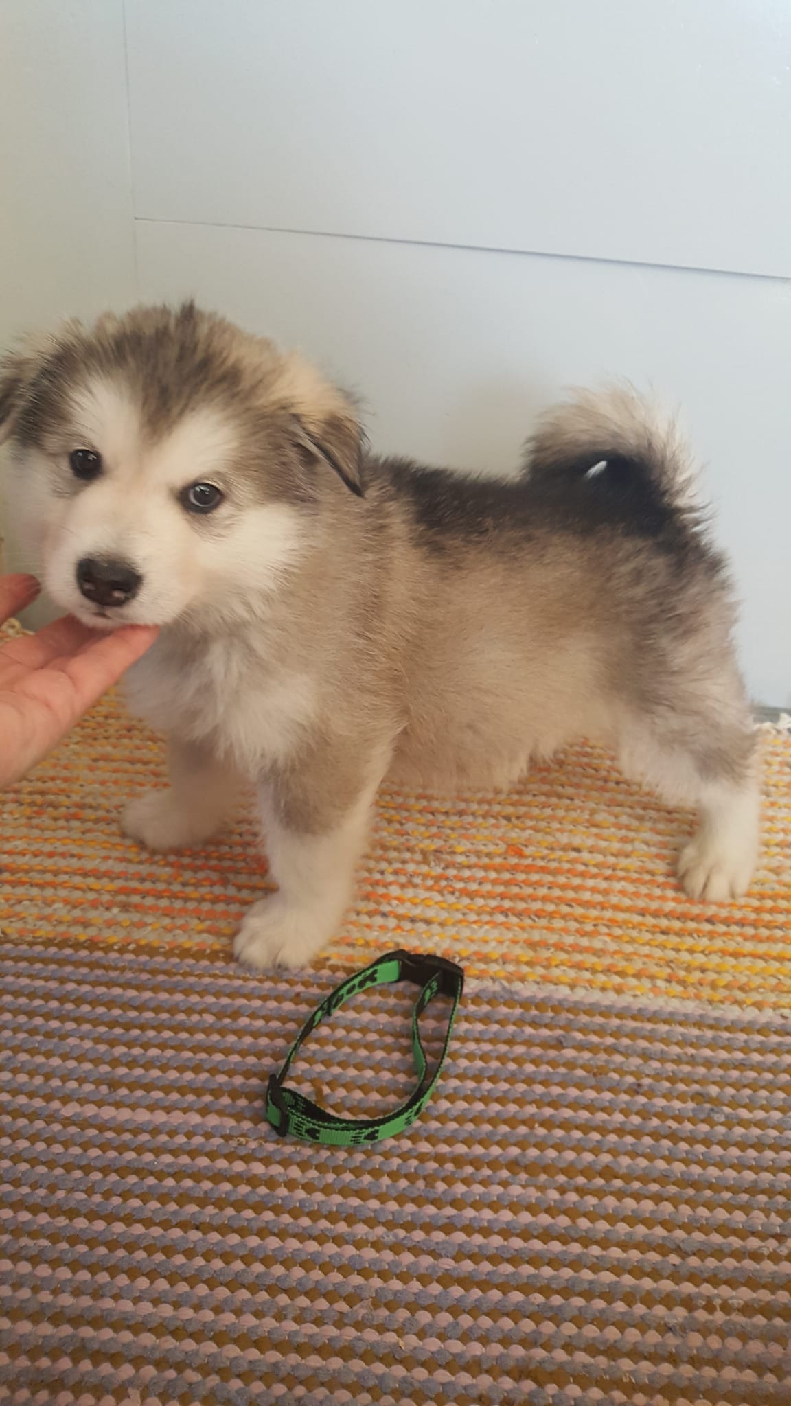 Alaskanmalamuutin pentuja vapaana