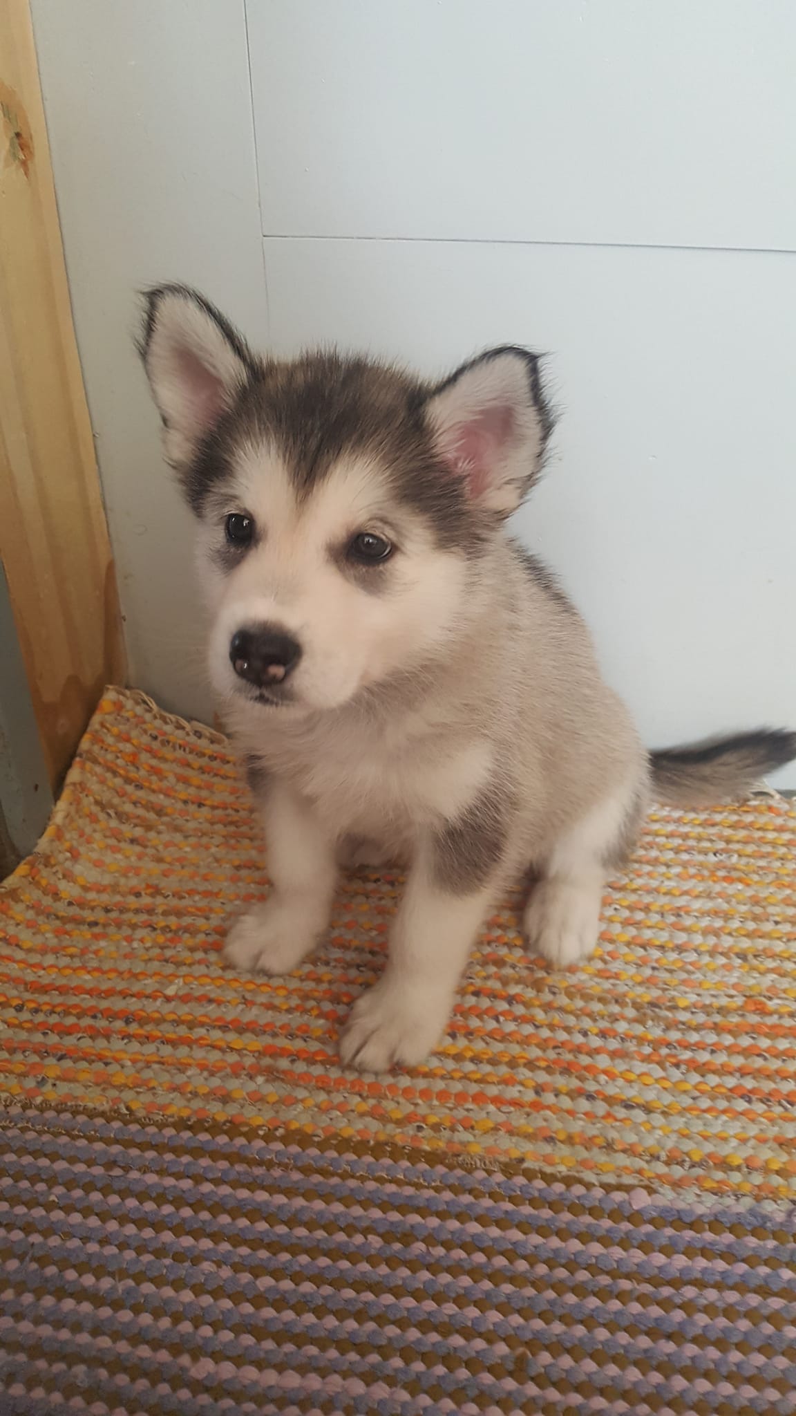 Alaskanmalamuutin pentuja vapaana