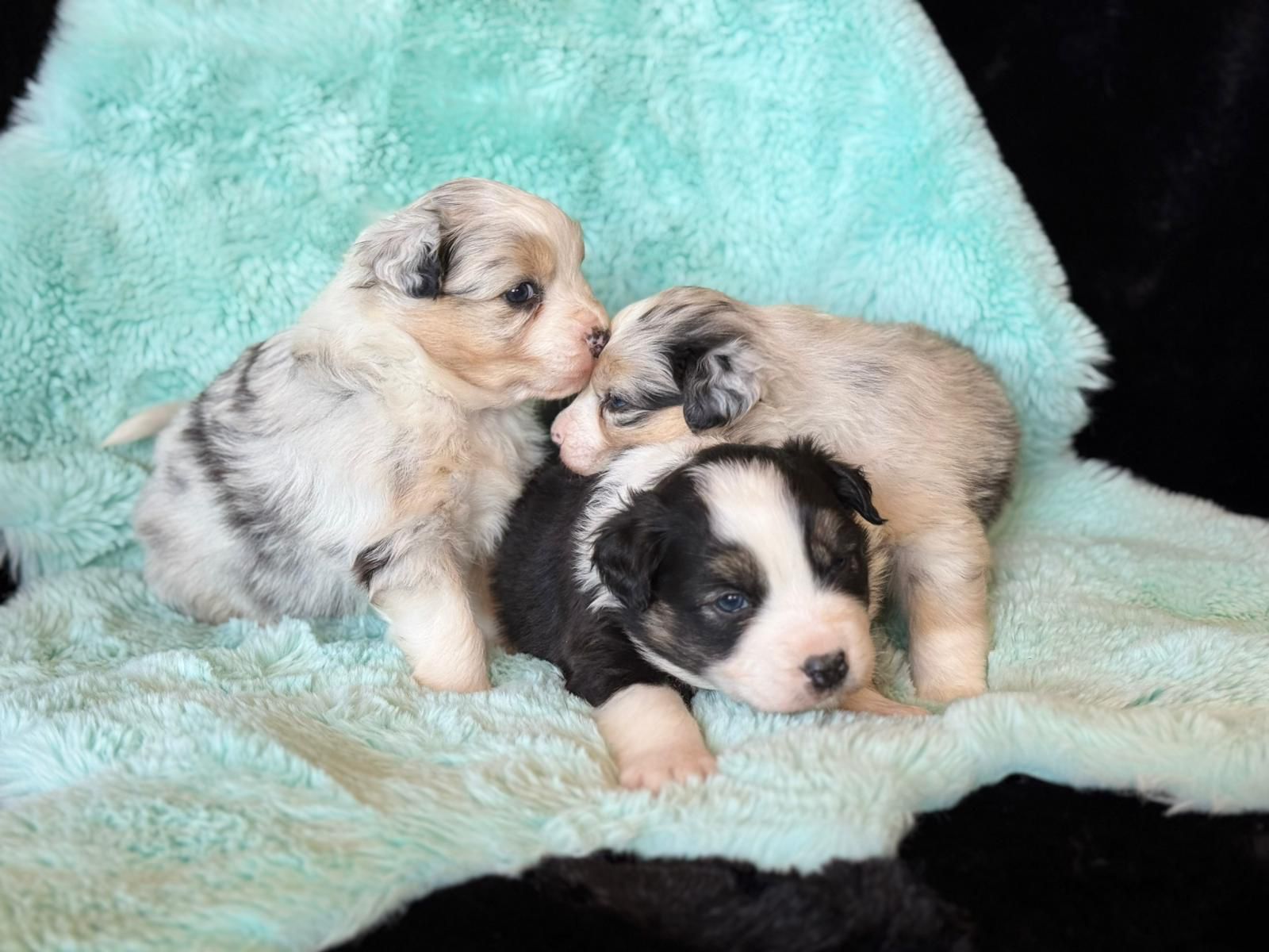 Australianpaimenkoira