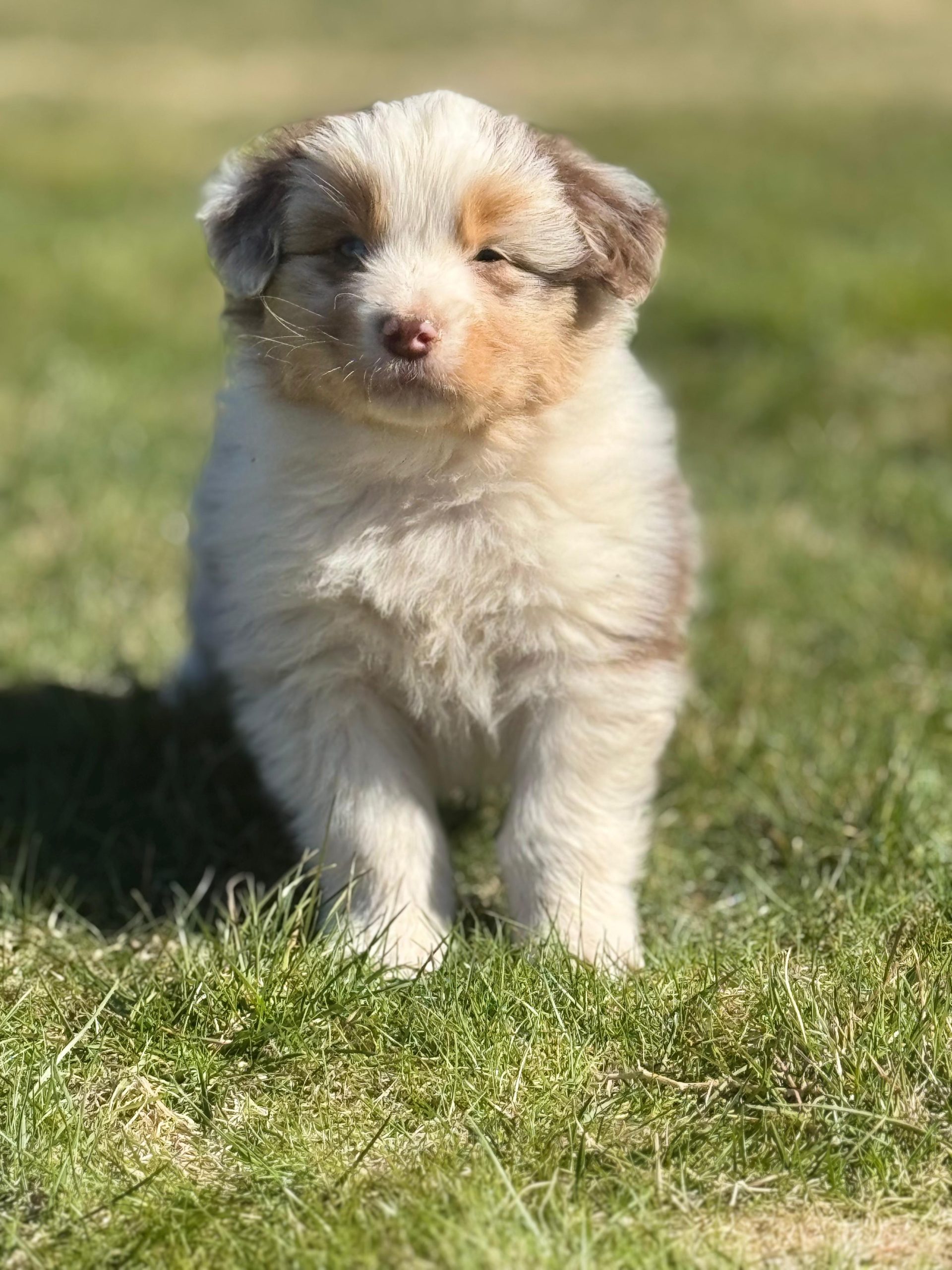 Australianpaimenkoira