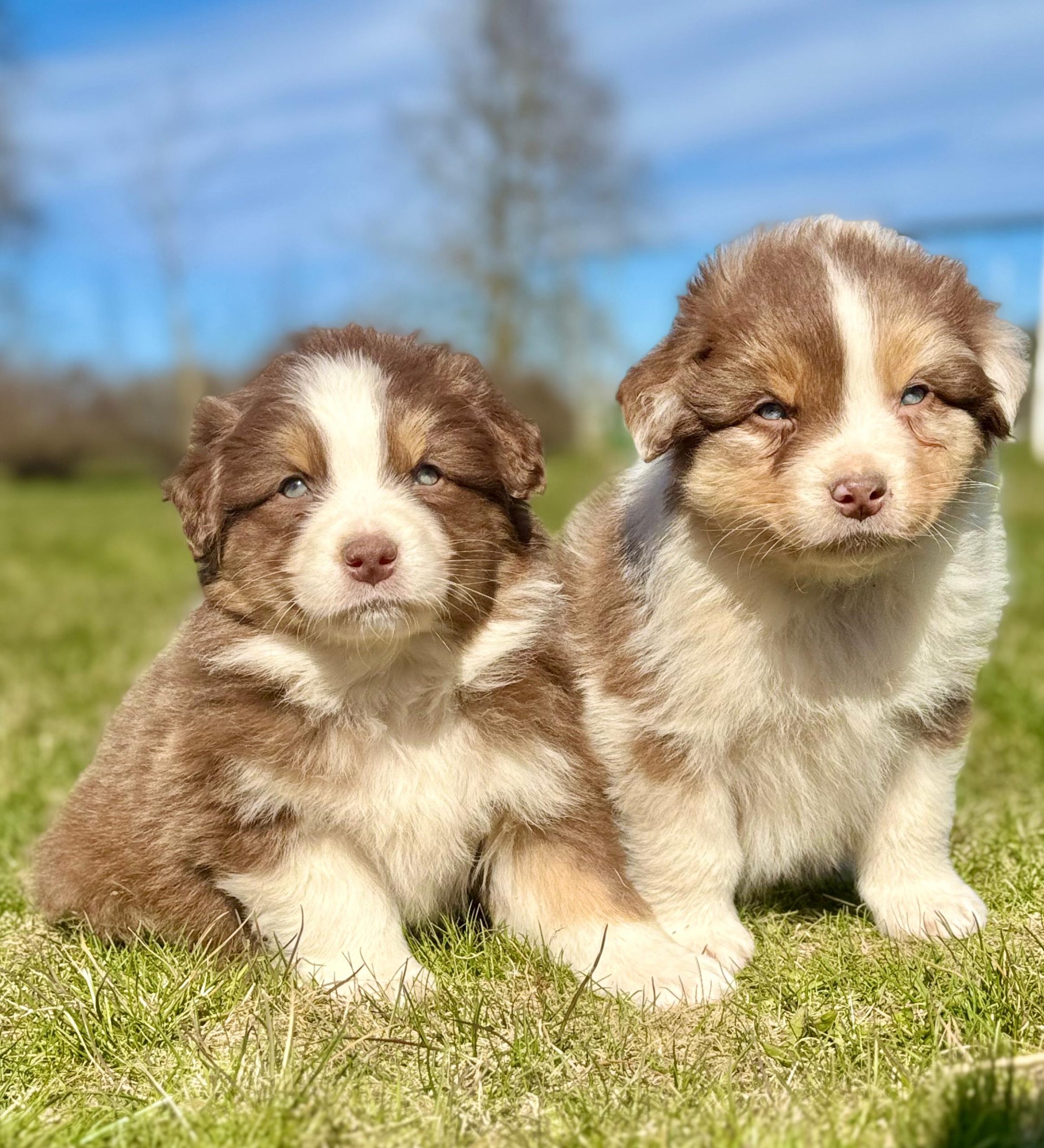 Australianpaimenkoira