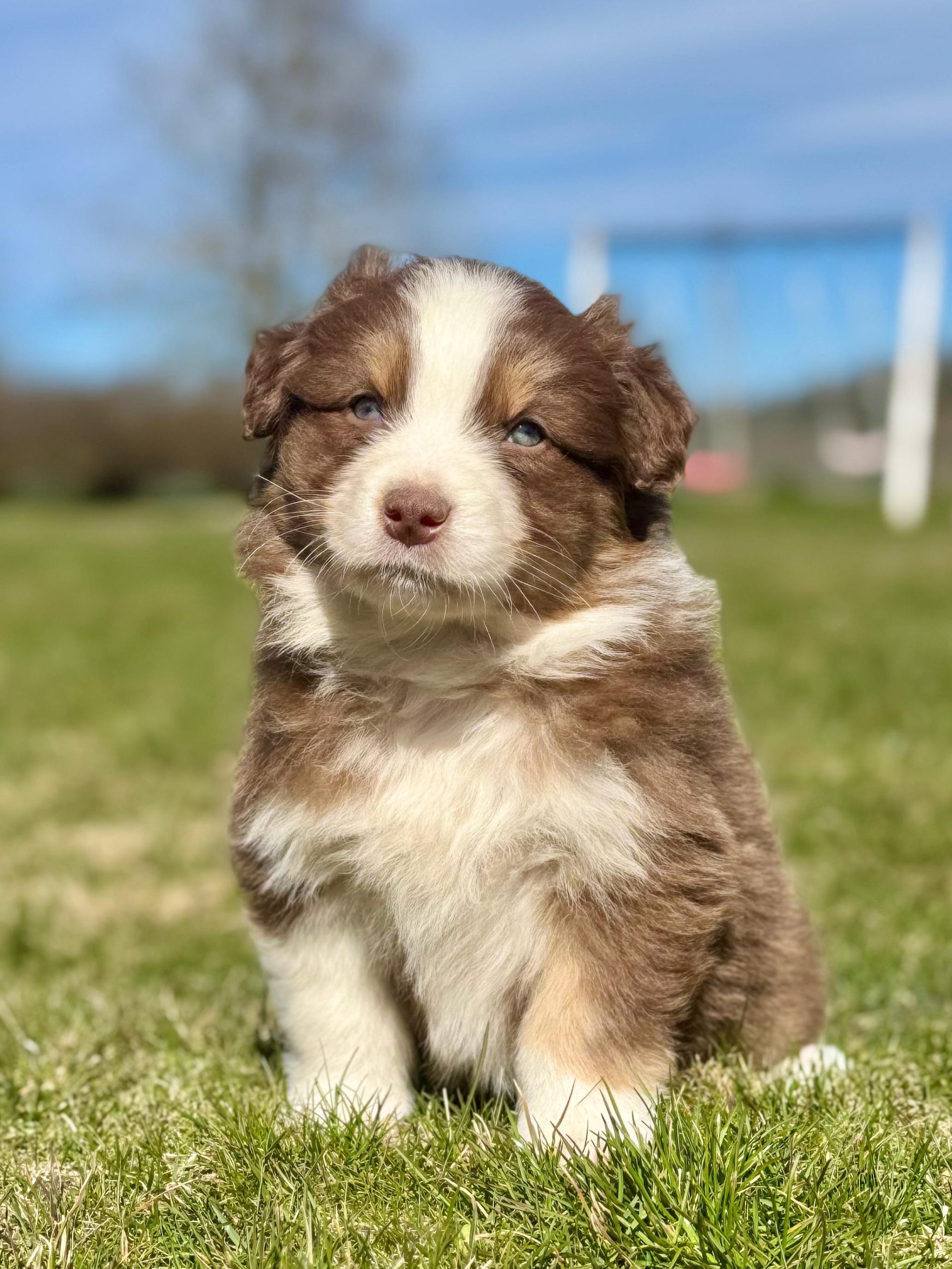 Australianpaimenkoira