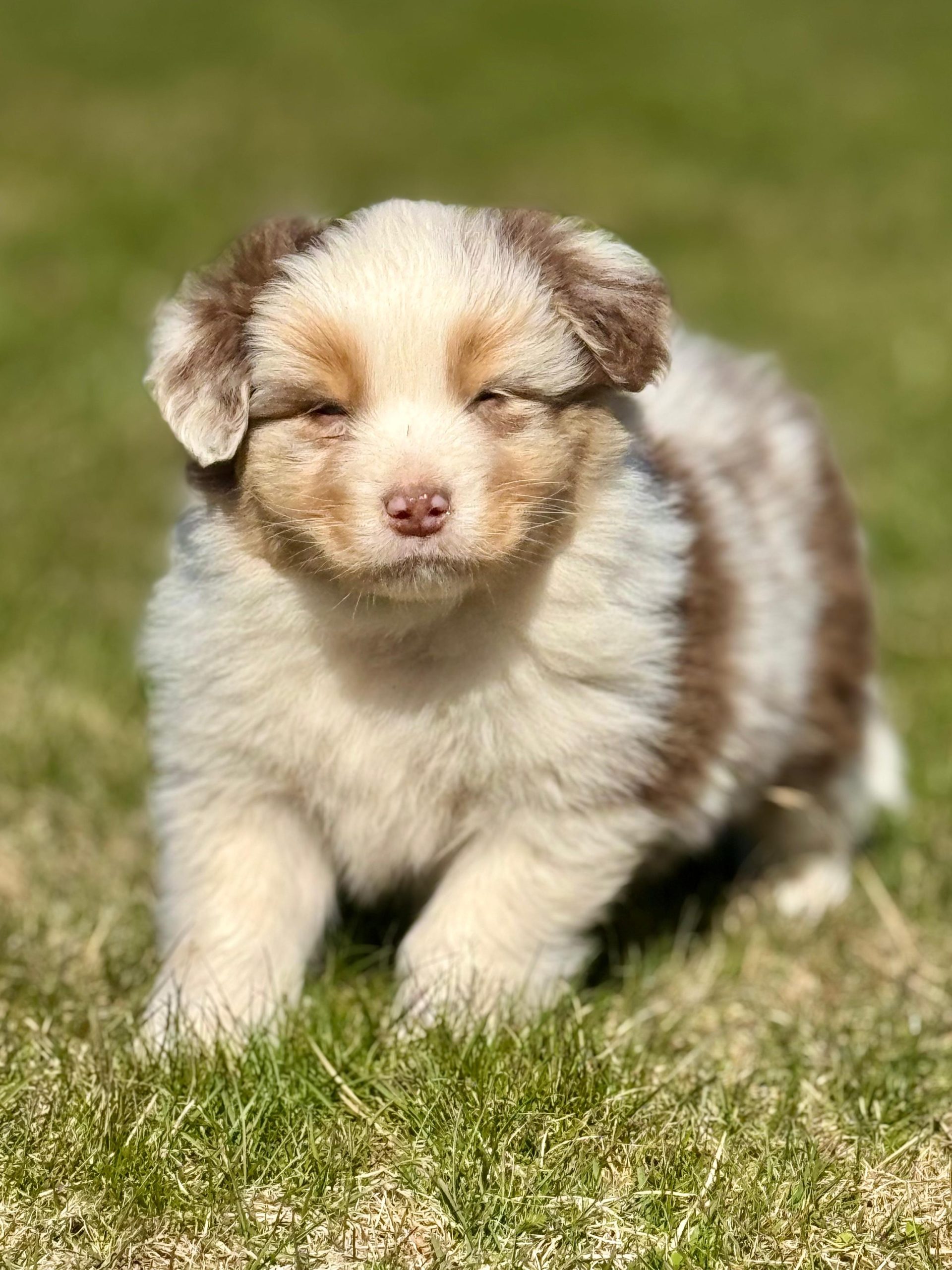 Australianpaimenkoira