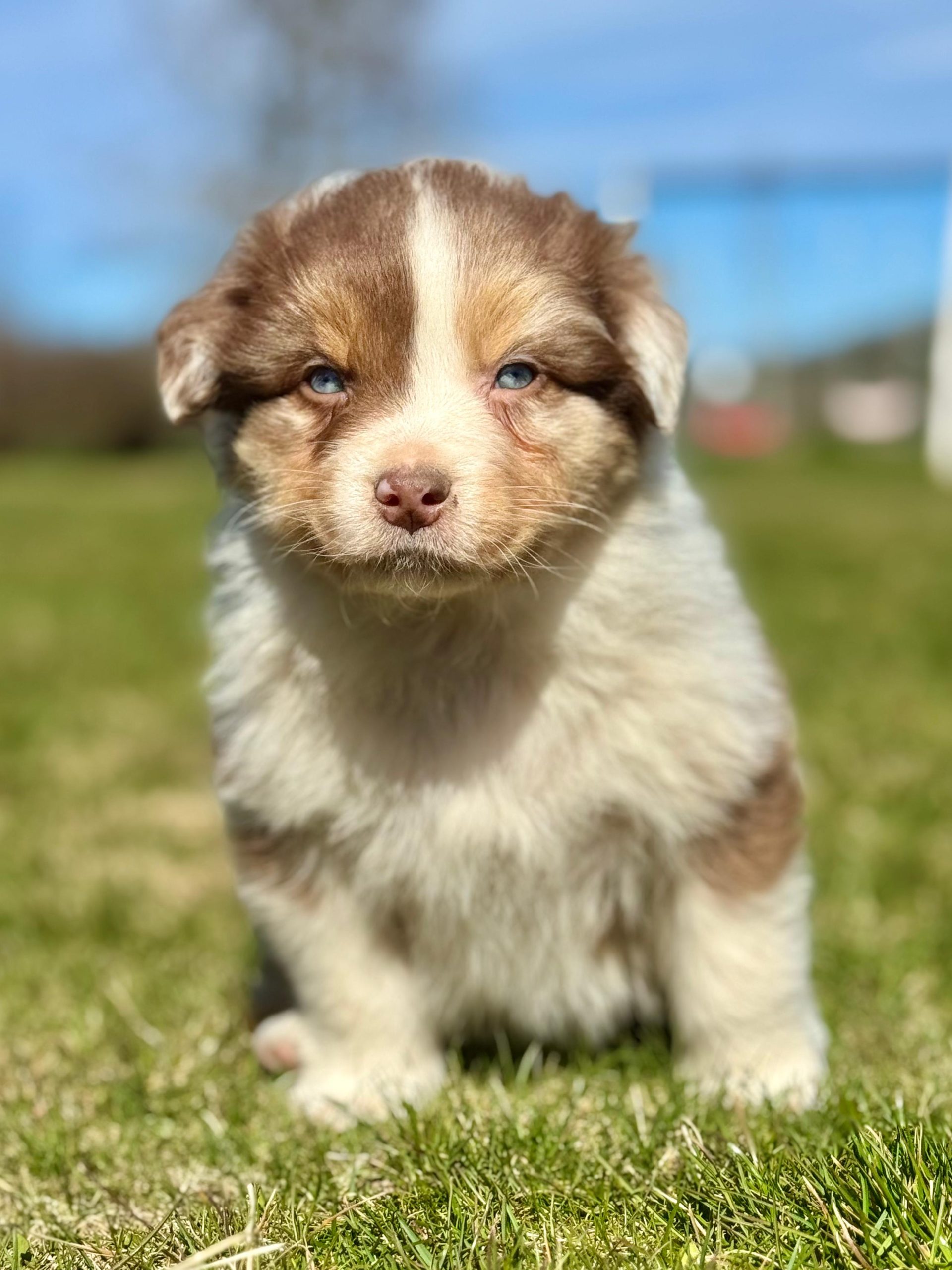 Australianpaimenkoira