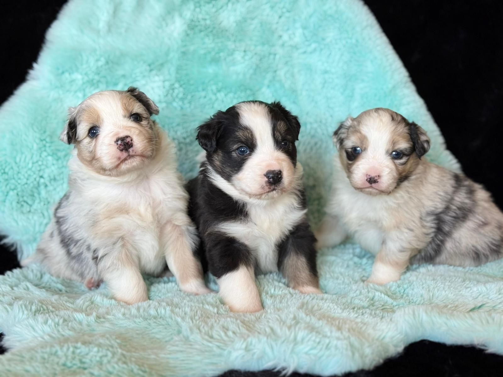 Australianpaimenkoira