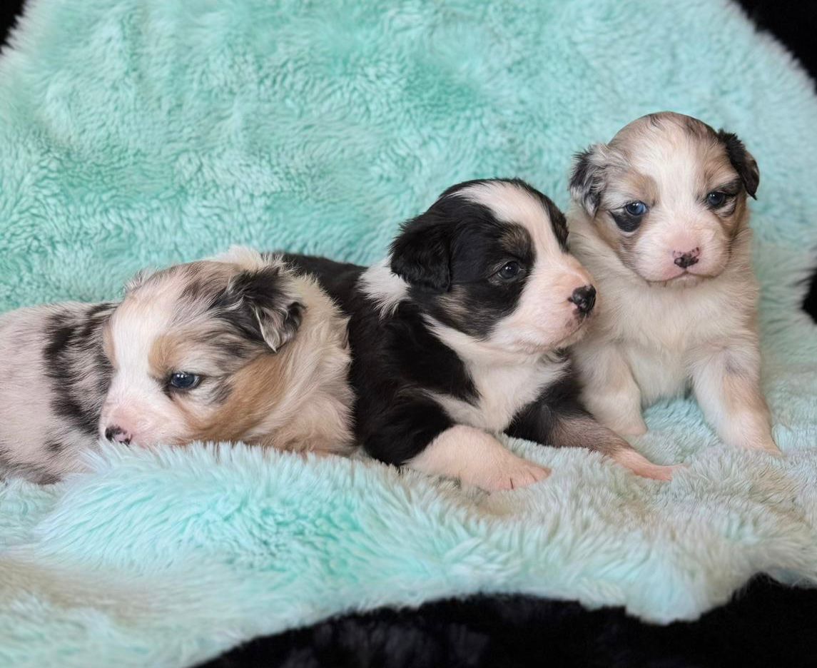 Australianpaimenkoira