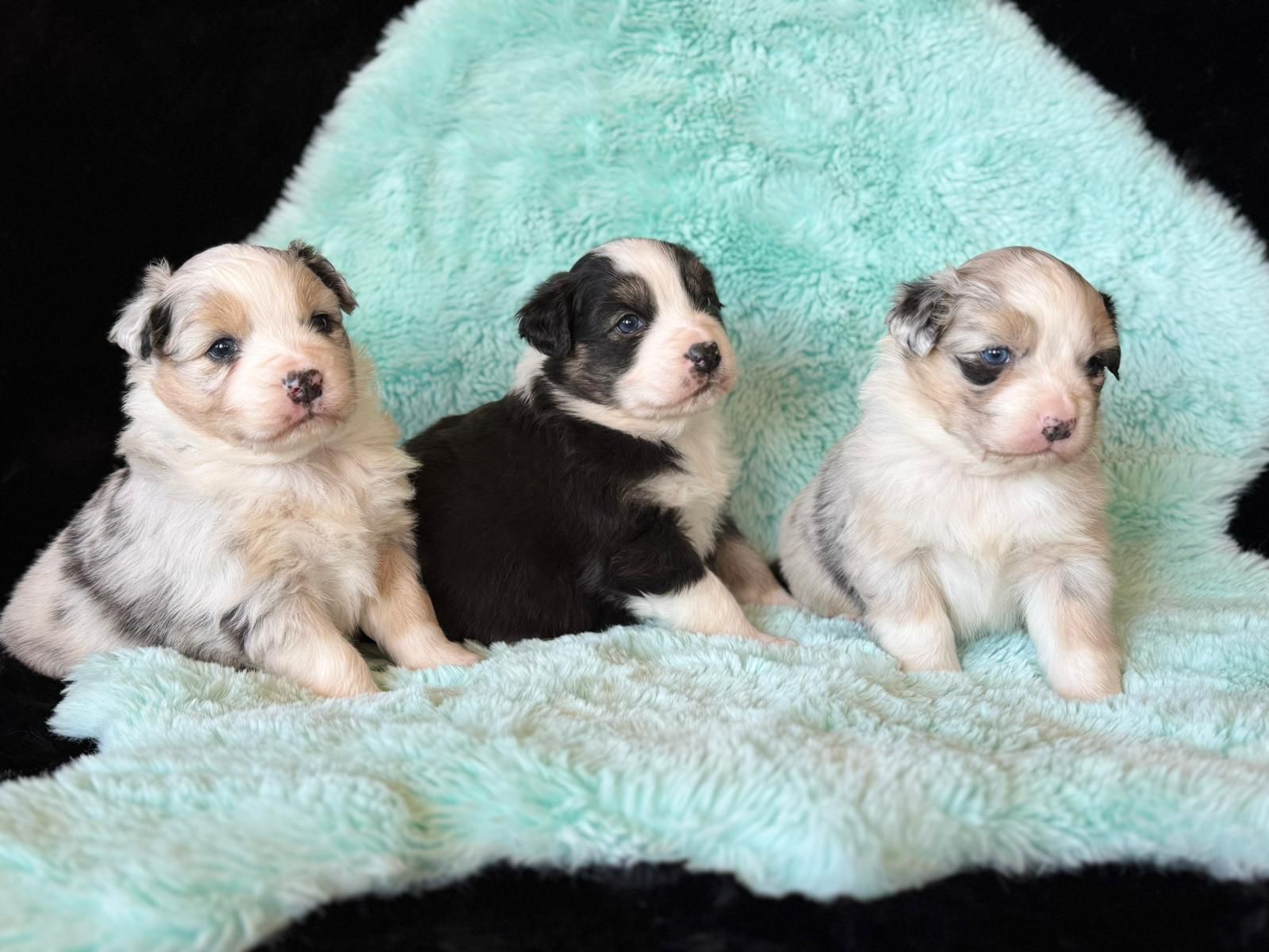 Australianpaimenkoira