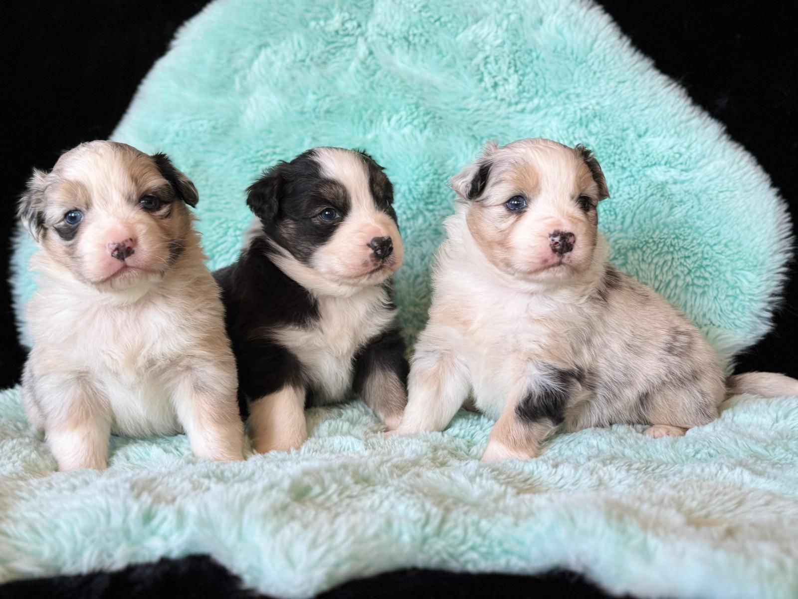 Australianpaimenkoira