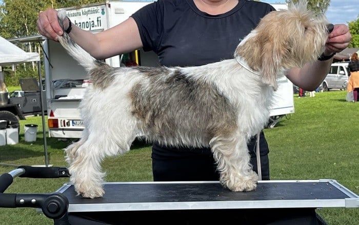 Petit basset griffon vendeen pentuja