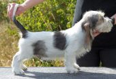 Petit basset griffon vendeen pentuja