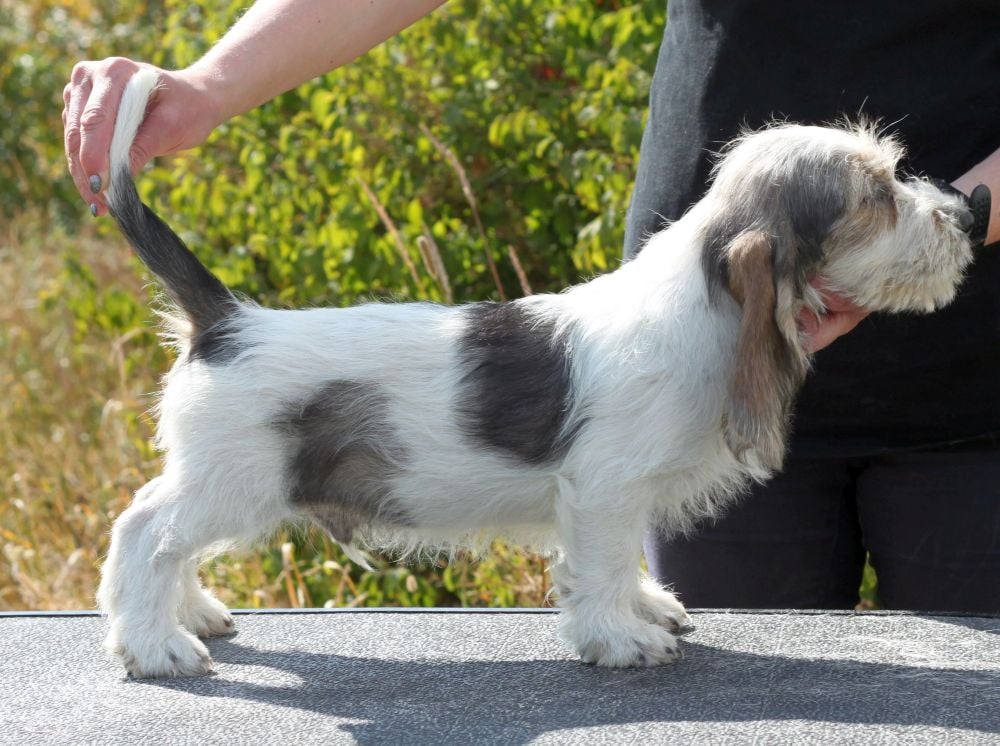 Petit basset griffon vendeen pentuja