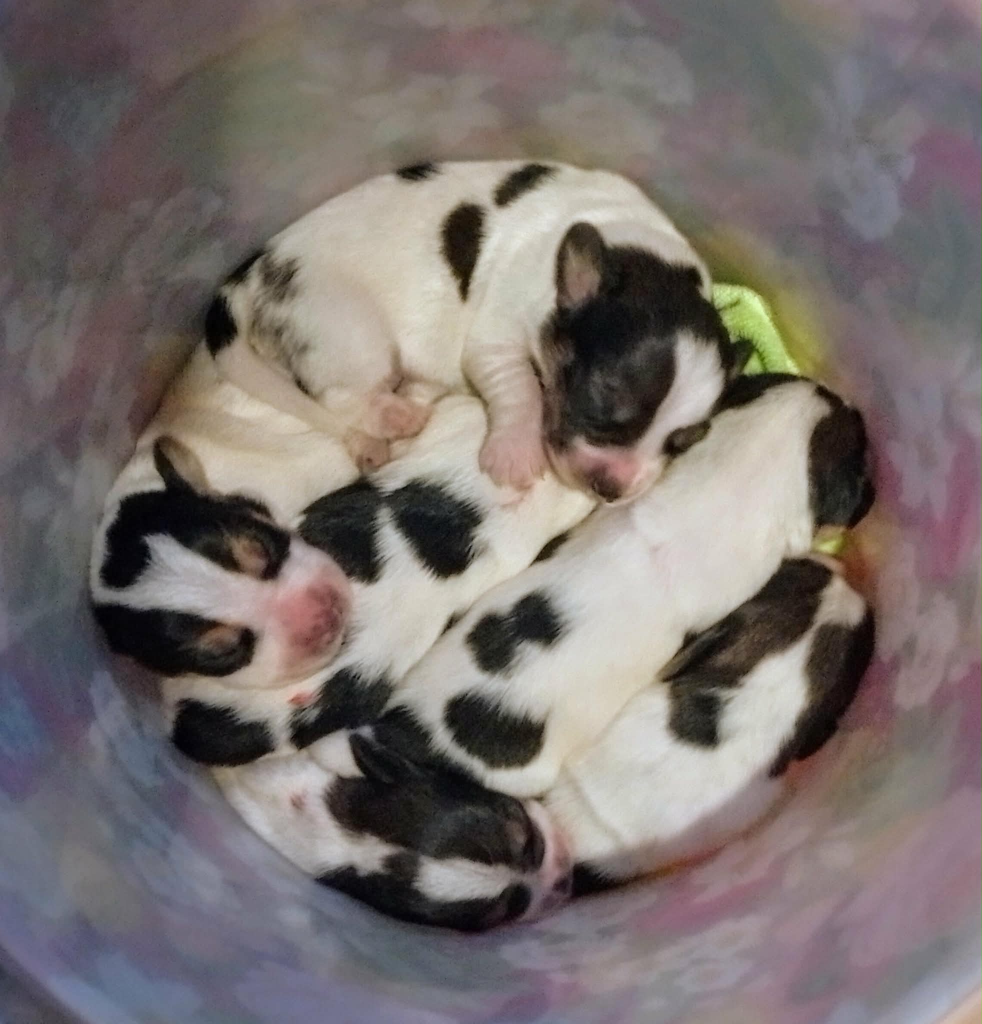 Petit basset griffon vendeen pentuja