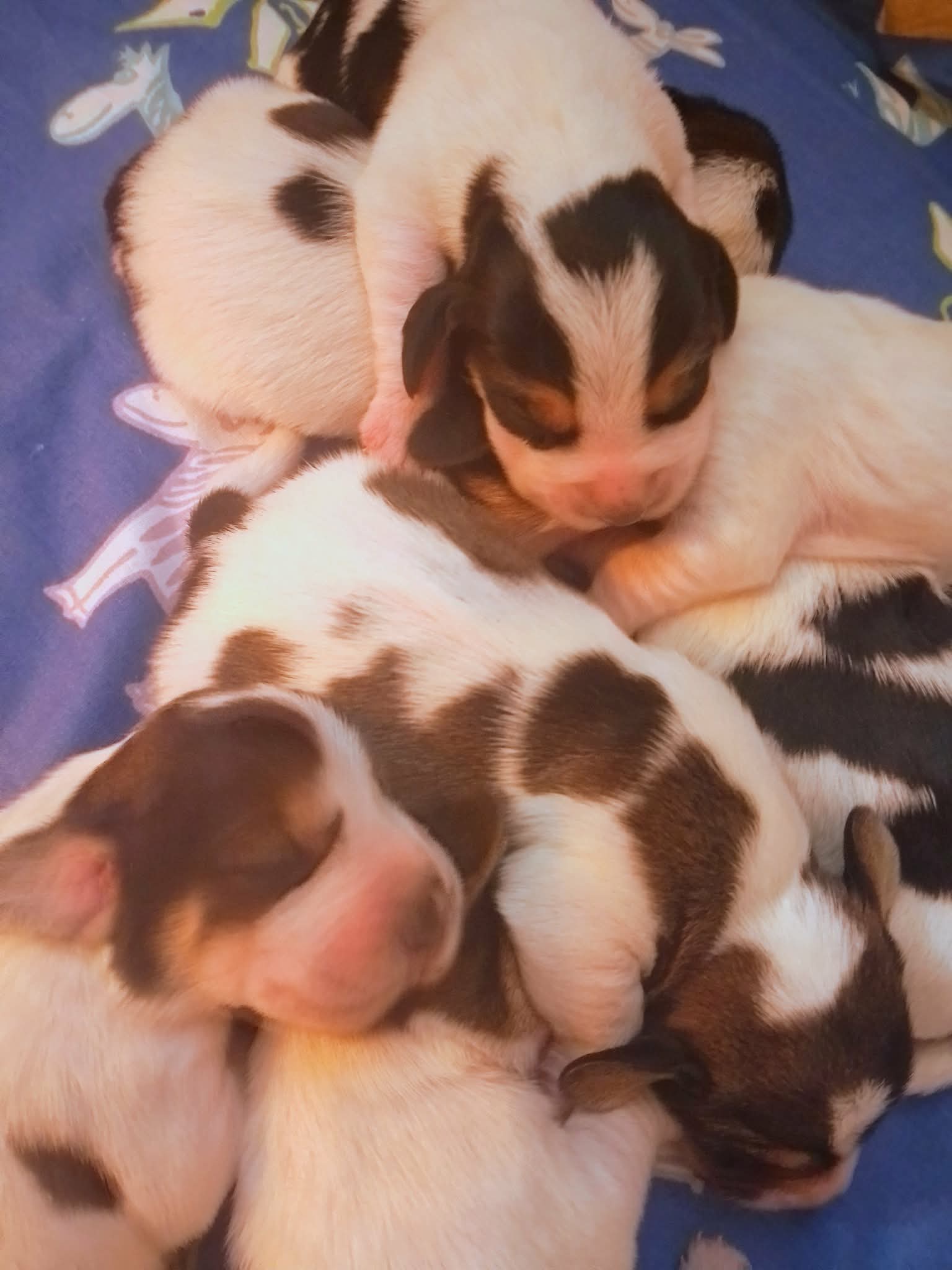 Petit basset griffon vendeen pentuja