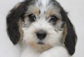 Petit basset griffon vendeen pentuja