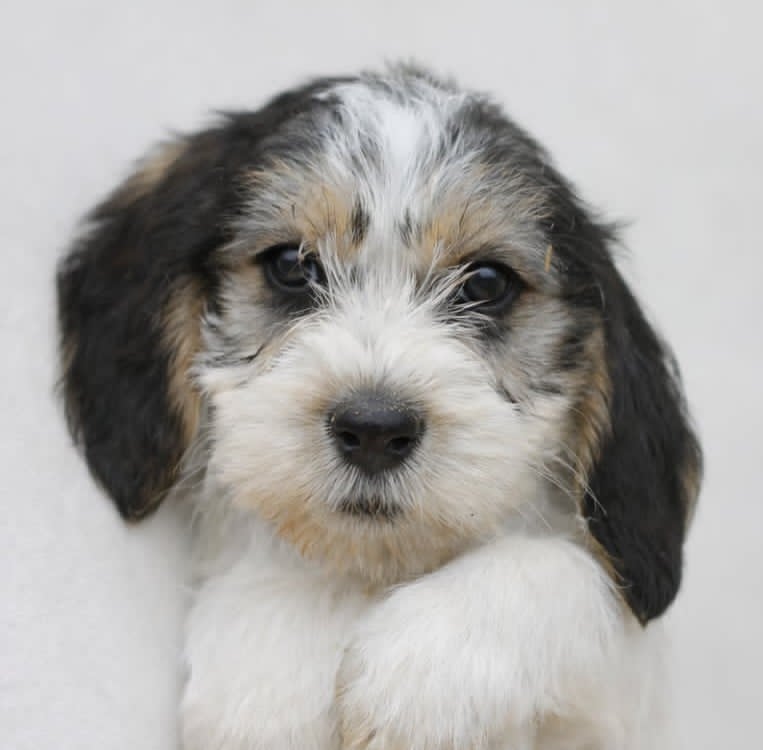 Petit basset griffon vendeen pentuja